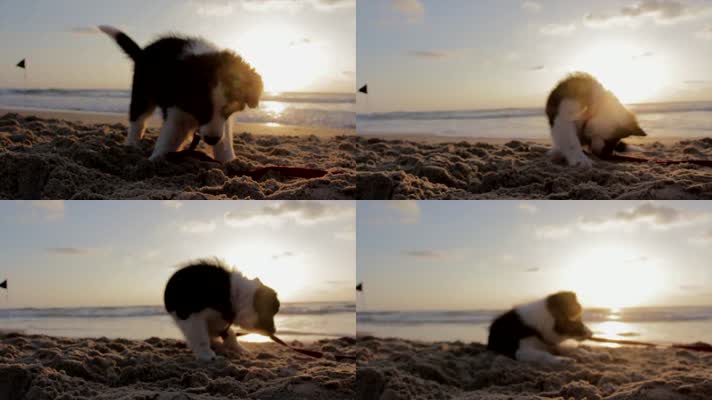狗子在沙滩玩耍