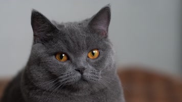 可爱萌宠宠物猫英短蓝猫 可爱萌宠宠物猫英短蓝猫