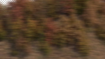 人群树影过渡透明通道