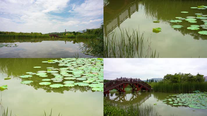 蓝天白云绿树荷花湖面倒影