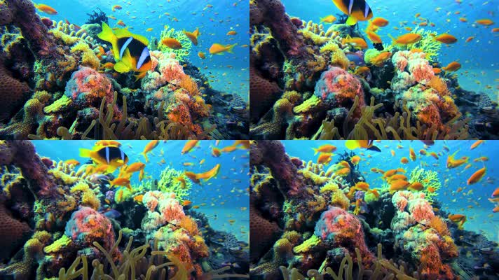 4K海底世界、海洋鱼群、珊瑚礁、海底植物