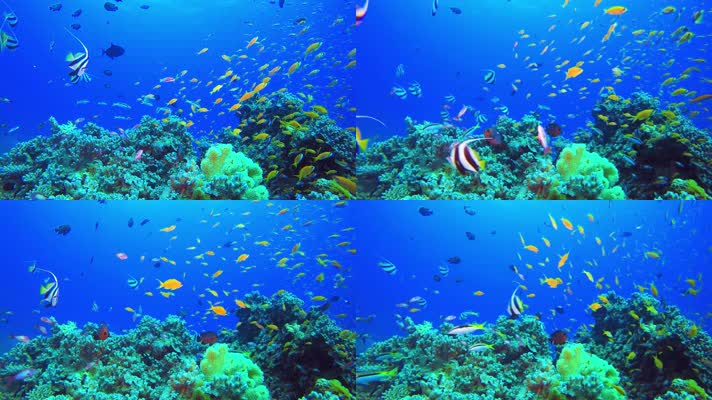 4K水下奇观、海底世界、鱼群、多彩鱼群、