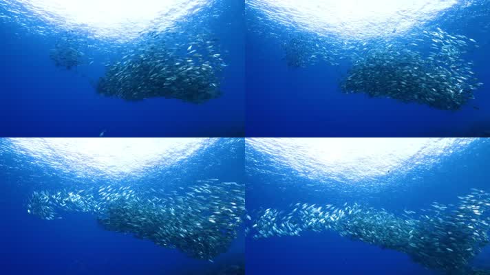 4K水下奇观、海底世界、鱼群、海洋世界