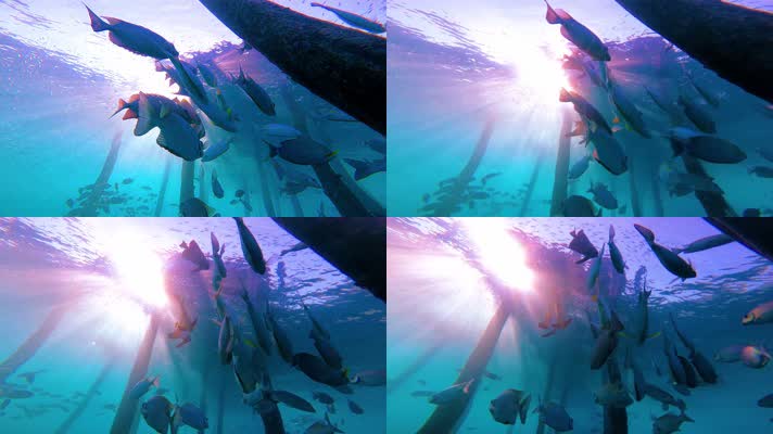 4K水下奇观、海底世界、鱼群、阳光透射