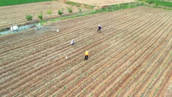 地瓜苗 红薯苗 番薯苗 红薯藤 红薯叶