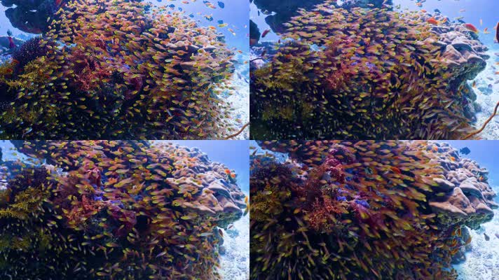 4K海底世界、鱼群、金鱼、彩色鱼