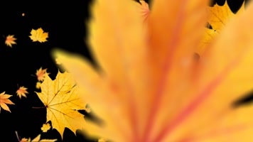 枫叶转场 枫叶转场