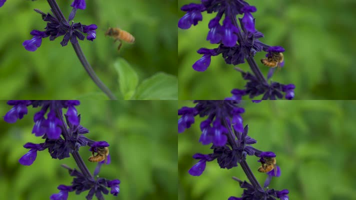 小蜜蜂飞舞在鼠尾草上采蜜