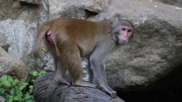 猴子野生动物1080P20230617hz 猴子野生动物1080P20230617hz