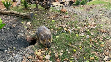 成都动物园土拨鼠 成都动物园土拨鼠