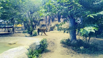 成都动物园老虎 成都动物园老虎