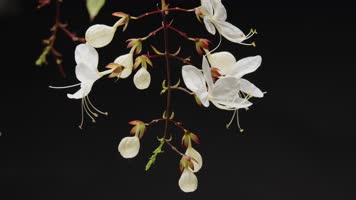 6K春天开花延时小清新春暖花开花朵特写延时