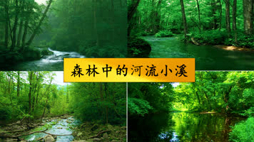 森林中的河流小溪