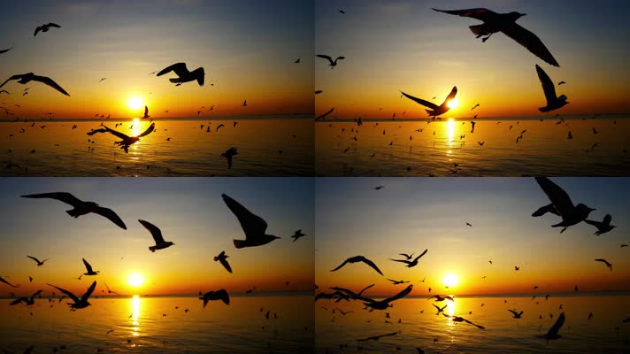 落日夕阳下海鸥在海面飞翔