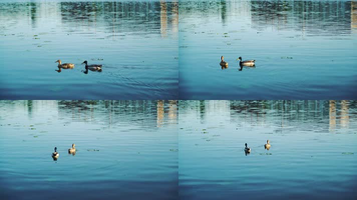 春江水暖鸭先知、水中的鸭子、家禽