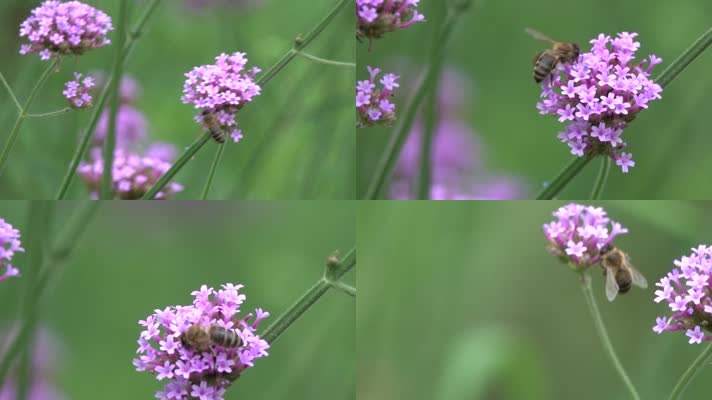 微距实拍一只小蜜蜂飞在花丛采蜜4k高清