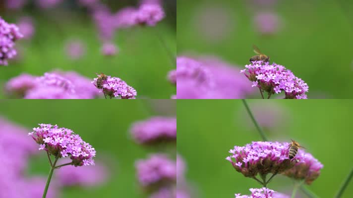 近距离微距实拍一只小蜜蜂在花朵4k高清