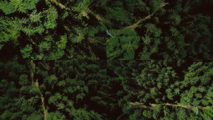 上帝视角俯拍松林、航拍松林