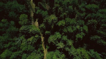上帝视角俯拍松林、航拍松林