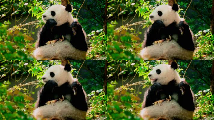大熊猫吃竹笋、国宝熊猫
