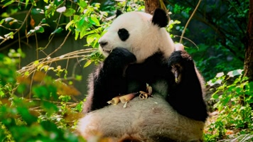 大熊猫吃竹笋、国宝熊猫
