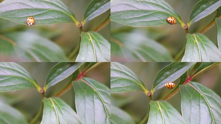 微距实拍一只瓢虫蹒跚在叶片上甲壳虫4k实拍