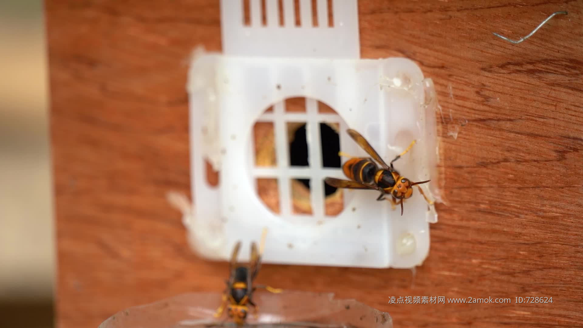 黄国忠胡蜂培训班（清楚胡蜂的特性与价值） - 兜在学