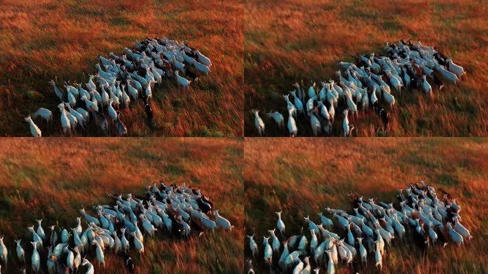 夕阳下的山羊群