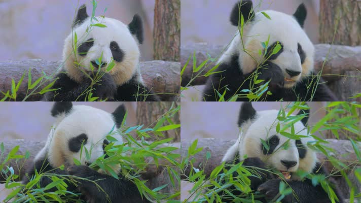 吃竹子的国宝大熊猫