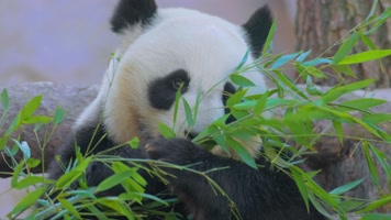 吃竹子的国宝大熊猫