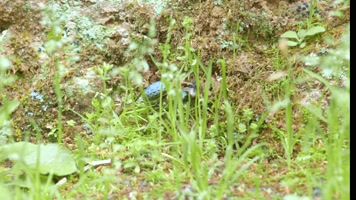 6K昆虫甲虫特写生命自然绿色植物微距实拍