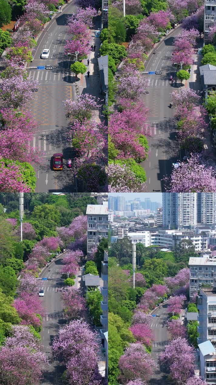 柳州紫荆花144K航拍柳州紫荆花开城市风貌