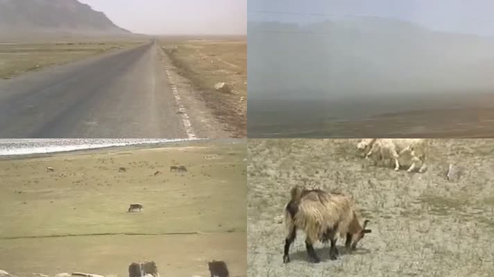 行拍丝绸之路新疆高原戈壁牦牛羊群自然风景