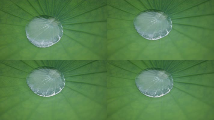 亮晶晶的水珠滴落在荷花叶子上乱摆