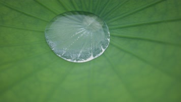 亮晶晶的水珠滴落在荷花叶子上乱摆