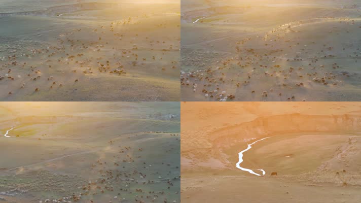 4K航拍新疆阿勒泰萨尔布拉克草原夕阳羊群