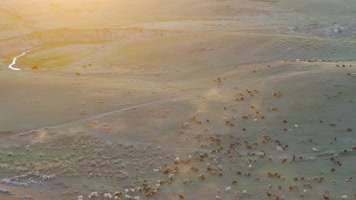 4K航拍新疆阿勒泰萨尔布拉克草原夕阳羊群