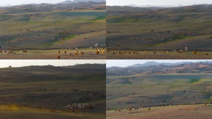 4K航拍新疆阿勒泰萨尔布拉克草原夕阳羊群