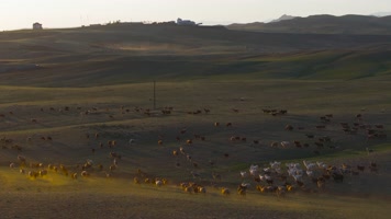 4K航拍新疆阿勒泰萨尔布拉克草原夕阳羊群