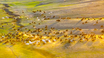 4K航拍新疆阿勒泰萨尔布拉克草原夕阳羊群