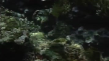 80年代 水下摄影