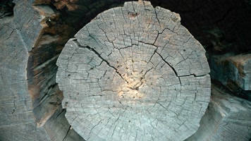 老树木材内部肌理年轮