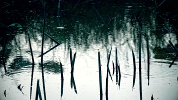 残荷荷塘 水墨意境
