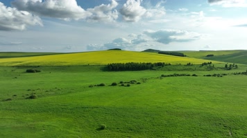 航怕丘陵山地农田油菜花田 
