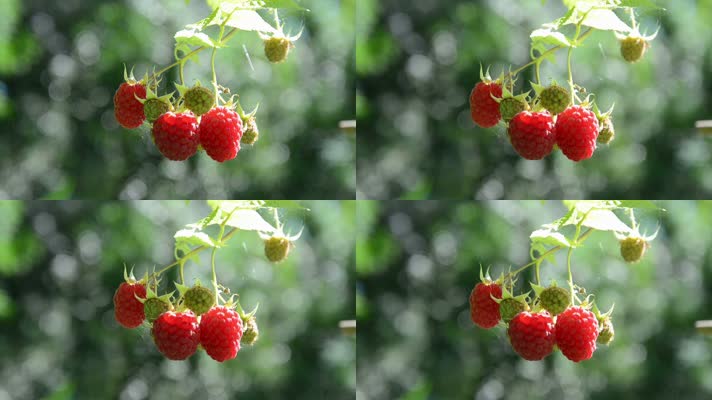 风中摇曳的树莓新鲜的水果浆果