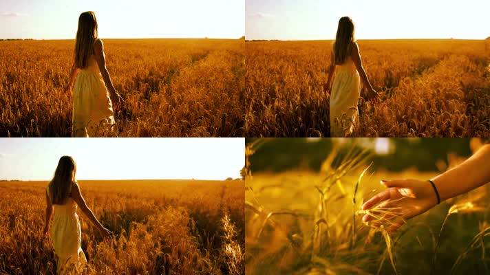 女孩走在金黄色的麦田中