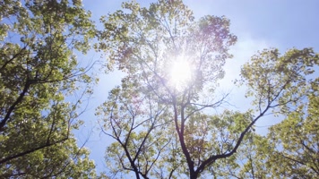 夏天阳光穿过树林树叶子仰拍大自然风景风光 夏天阳光穿过树林树叶子仰拍大自然风景风光