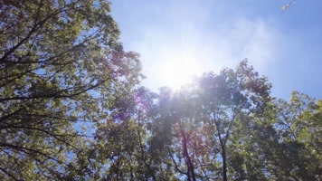 夏天阳光穿过树林树叶子大自然风景风光视频 夏天阳光穿过树林树叶子大自然风景风光视频