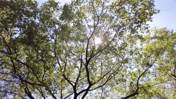 夏天阳光穿过树林树叶子大自然风景风光视频 夏天阳光穿过树林树叶子大自然风景风光视频