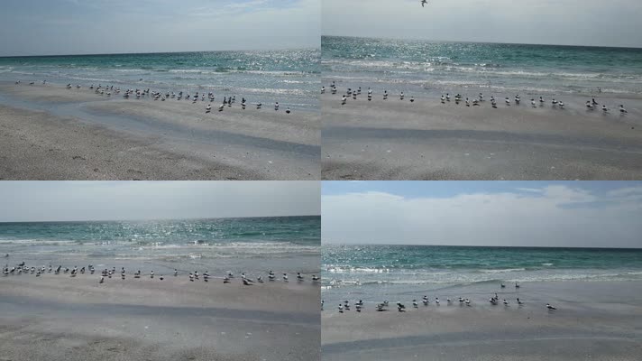 海边停留的海鸥群